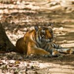 Jim Corbett National Park Tour
