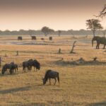 Rajaji National Park Safari & Tour