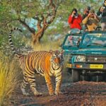 Ranthambore Wildlife Safari